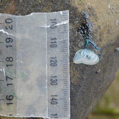 Physalia physalis