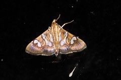 Chabula telphusalis