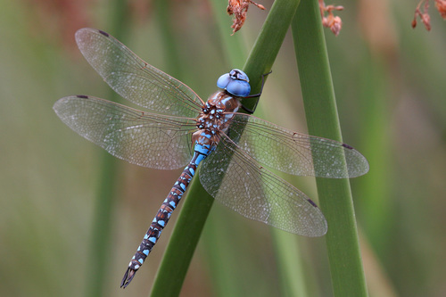 iNaturalist observation photo of Blue-eyed Darner