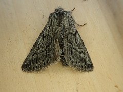 Pleromelloida conserta