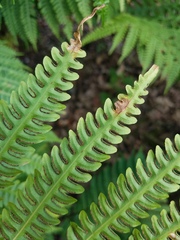 Pteris tripartita
