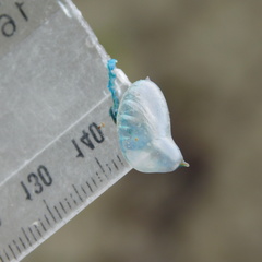 Physalia physalis