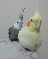 Nymphicus hollandicus