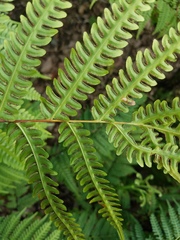 Pteris tripartita