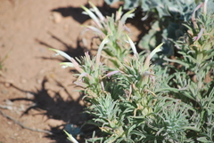 Castilleja sessiliflora