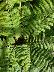 Pteris tripartita
