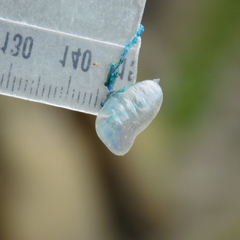 Physalia physalis