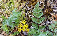 Lomatium hallii