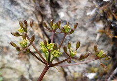 Lomatium hallii
