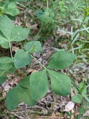 Thermopsis gracilis