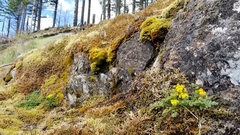 Lomatium hallii