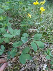Thermopsis gracilis