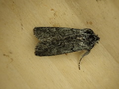 Pleromelloida bonuscula