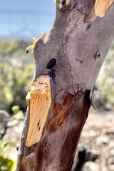Spectralia robusta