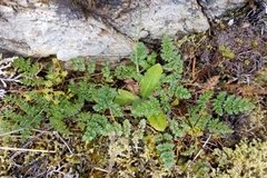 Lomatium hallii