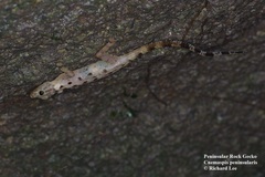 Cnemaspis peninsularis