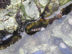 Chiton