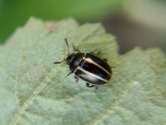 Desmogramma