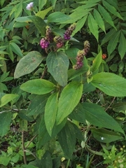 Lantana trifolia