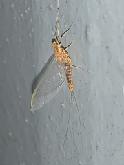 Ephemerella needhami