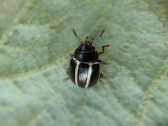 Desmogramma