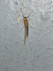 Ephemerella needhami