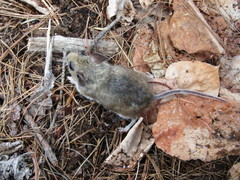 Peromyscus boylii