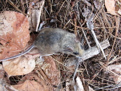 Peromyscus boylii