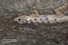 Cnemaspis peninsularis