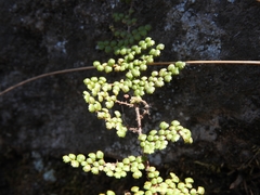 Myriopteris lendigera