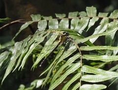 Fukienogomphus prometheus