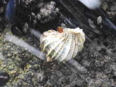 Trophon geversianus