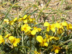 Viola douglasii