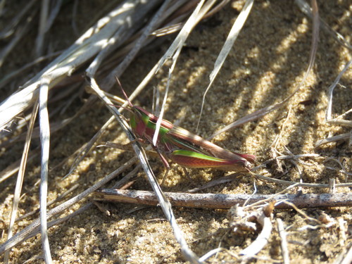 Velvet-striped Grasshopper photo 5