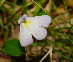 Mazus pumilio