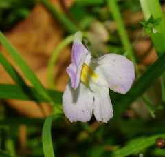 Mazus pumilio