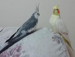 Nymphicus hollandicus