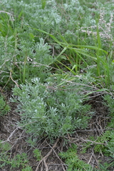Artemisia austriaca
