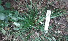 Carex forsteri