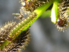 Apareophora forsythiae