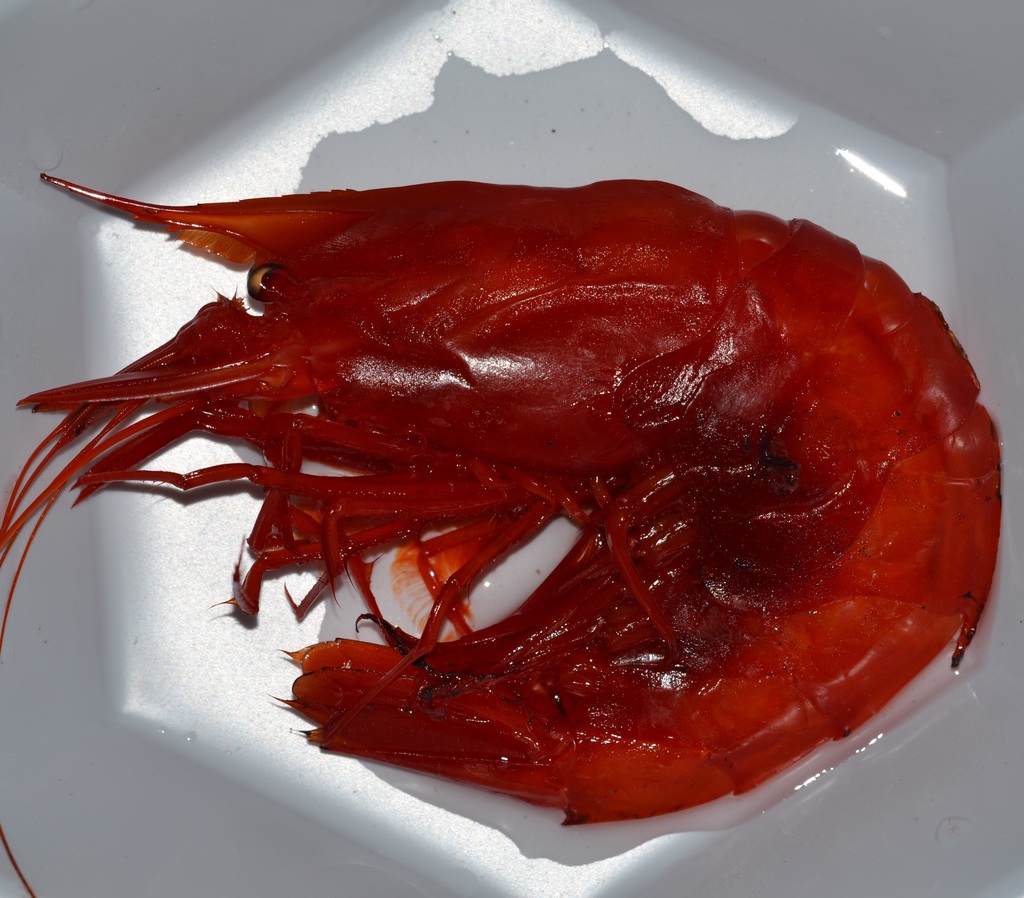dressed deep-sea shrimp
