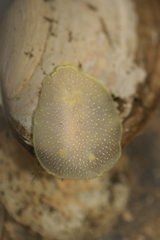 Acanthodoris hudsoni image