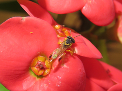 Tetragonisca angustula