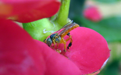 Tetragonisca angustula