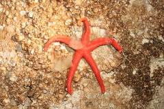 Henricia leviuscula