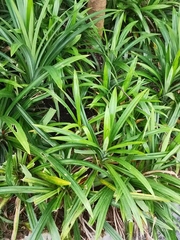 Pandanus amaryllifolius
