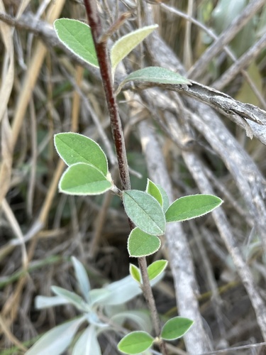 Cotoneaster pannosus