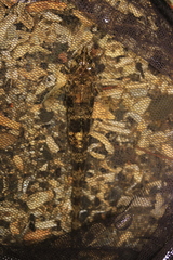 Odontopyxis trispinosa