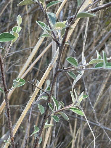 Cotoneaster pannosus
