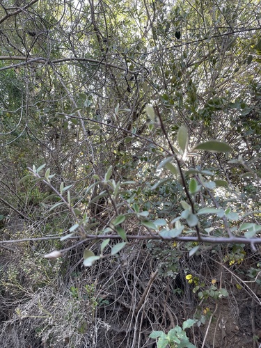 Cotoneaster pannosus